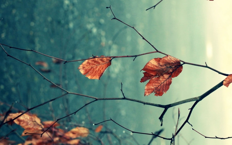 1080P, autumn, forest, fragility, plant, green Color, focus on foreground, sunlight, gold Colored, nature, dried, orange Color, day, natural condition