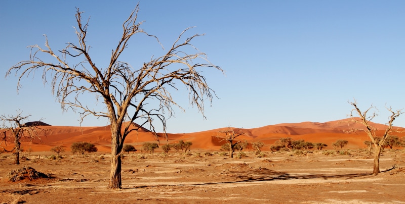 trees, soussosvlei, environment, soussousvlie, nature, no people, kalahari, drought, 5K, beauty in nature, landscape, sky, photography, leafless, climate