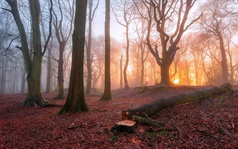tree, fog, dawn, tranquil Scene, beauty In Nature, change, backgrounds, outdoors, growth, stamp, photo, trunk, mist, brown, leaves, landscape, season, leaf