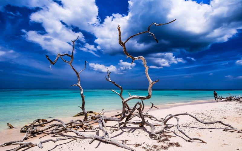 landscape, holiday, horizon over water, Caribbean, turquoise colored, beach, seashore, tranquil scene, dead plant, driftwood, idyllic, water, beauty in nature