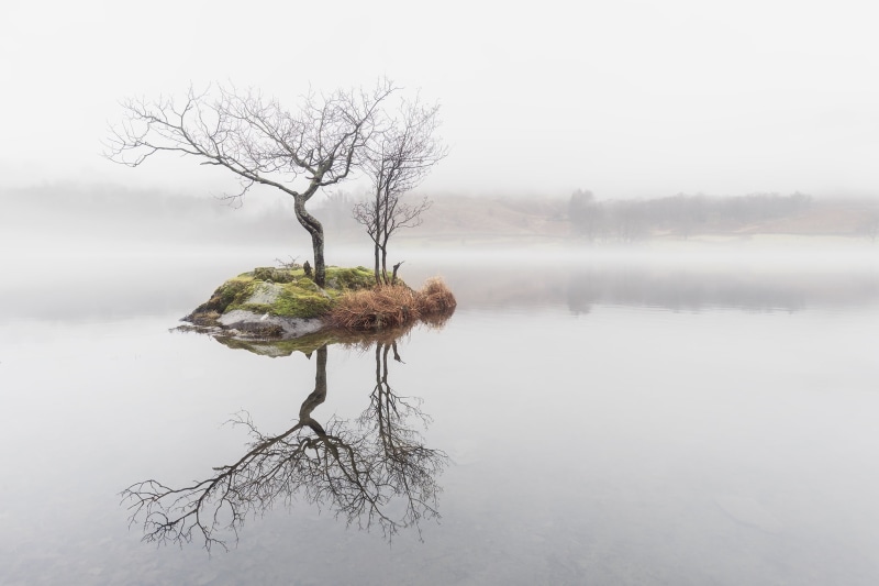 nature, scenics - nature, trees, bare, branch, fog, tranquil scene, dead plant, day, bare tree, tranquility, lake, non-urban scene, no people, sky, water