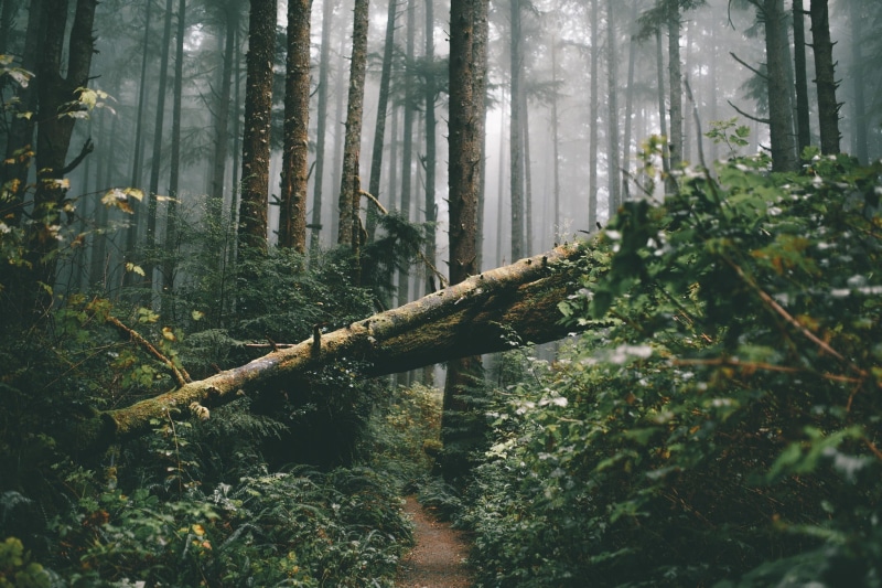 land, environment, growth, tranquility, non-urban scene, woodland, bamboo - plant, beauty in nature, leafed, mist, outdoors, green, 1080P, tranquil scene