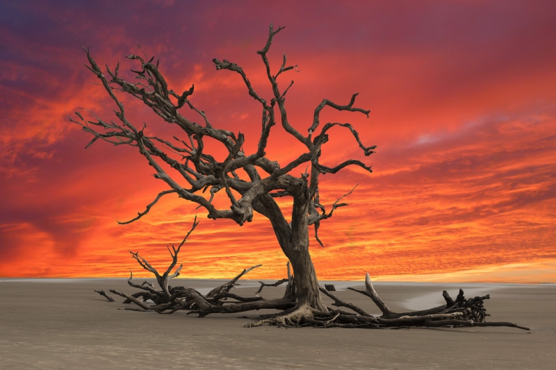sea, branch, water, wasteland, tree, tranquility, sunset, dead plant, driftwood, orange color, tranquil scene, beach, land, outdoors, sky, cloud - sky