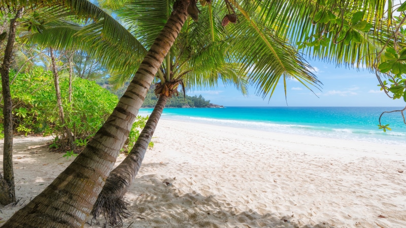 azure, summer, 8K, exotic, 8k, palm tree, 8k uhd, vacation, tropical, sand, coast, shore, beach, sandy beach, palm