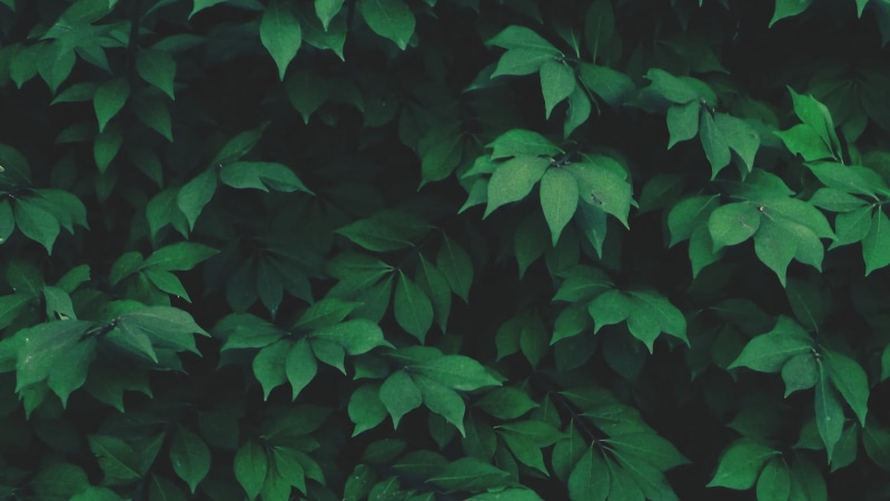 land, pattern, day, high angle view, beauty in nature, lush Foliage, 1080P, no People, branch, leafed, backgrounds, tranquility, green Color, plant, forest
