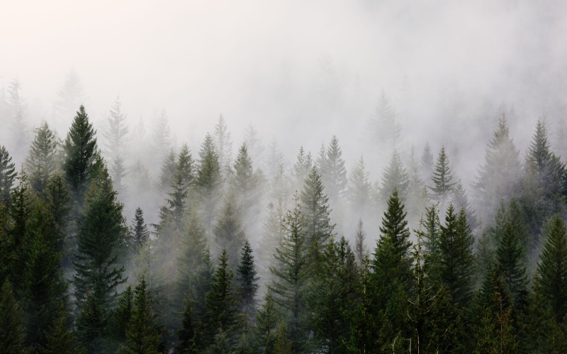 pine wood, foggy, trees, white, eerie, forest, fog, pine tree, green, woodland, tree, no people, evergreen tree, nature, day, horror, sky, winter, cloudy
