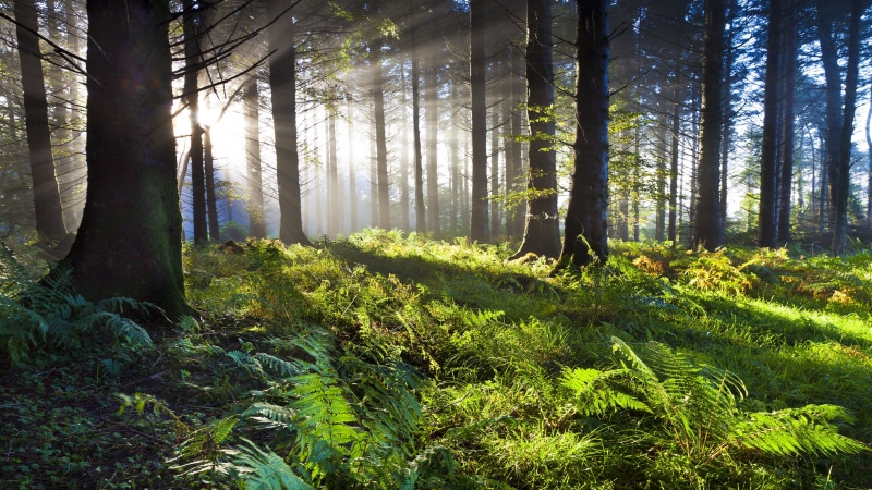 sunbeam, fern, morning, green nature, woodland, 8k uhd, 8K, forest, sunlight, trees