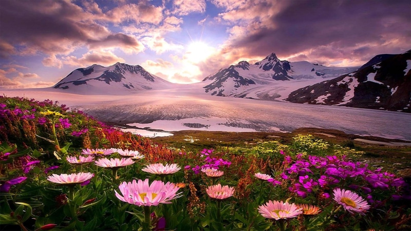 flower, mountain, dawn, mount scenery, 1080P, sky, spring, morning, reflection, glacier, plant, mountain range, alaska, wildflower, landscape, meadow