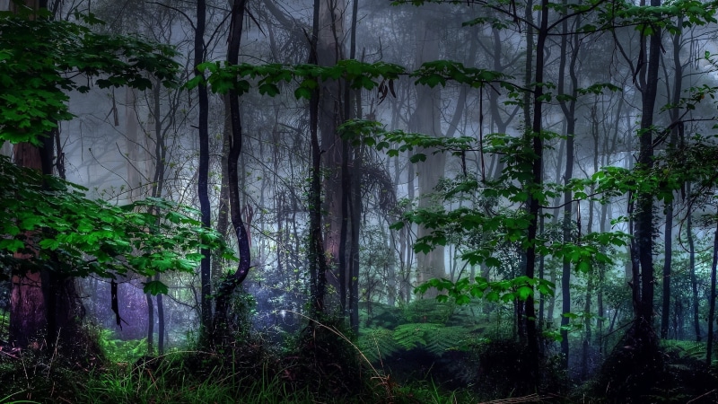 remote, woodland, bamboo - plant, mist, morning, branch, no people, trunk, green color, grass, green, tranquil scene, leaves, non-urban scene, forest, land