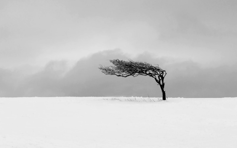 cold - Temperature, day, bare, woodland, minimalism, land, isolated, snowing, 2K, loneliness, fog, snow, nature, mist, rural Scene, tranquil scene, monochrome