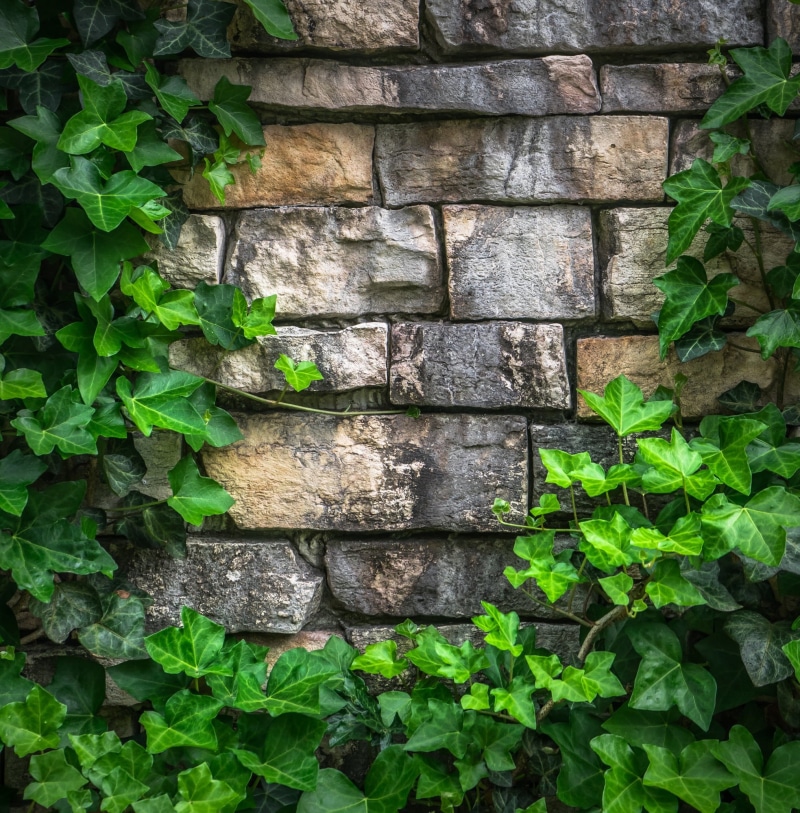a straight line, stone, hwalyeob, rectangle, green, architecture, the leaves, background, plants, no people, ivy, texture, square, textured, day, grey