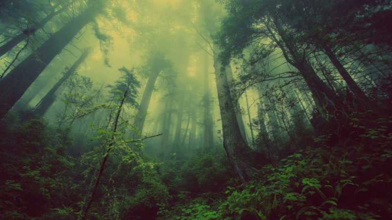 foggy, tree, sunbeam, beauty in nature, mist, non-urban scene, no people, plant, green color, remote, fog, growth, nature, green, woods, 1080P, woodland