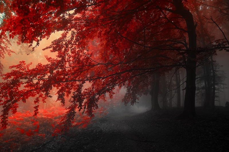 leafed, fog, trees, red, road, tree, 4K, landscape, autumn