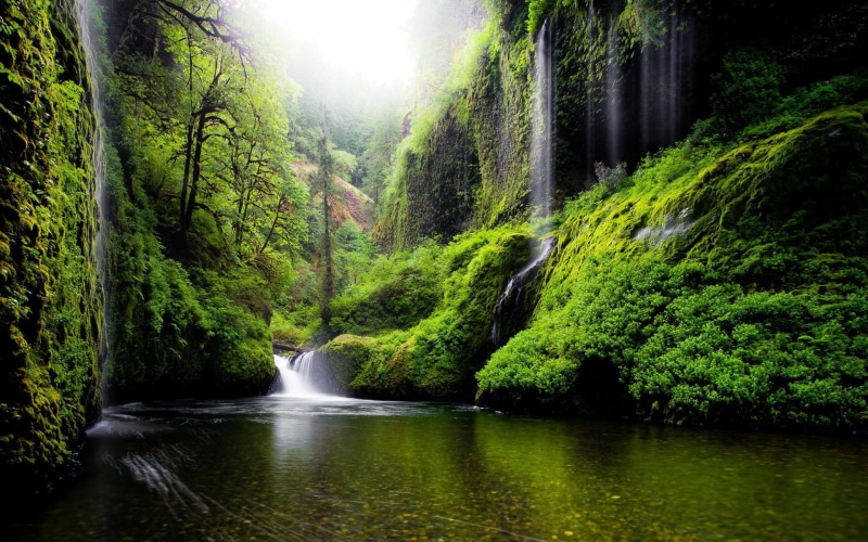 land, forest, non-urban scene, water, lush foliage, waterfall, rainforest, tranquil scene, beauty in nature, power in nature, no people, green color, plant