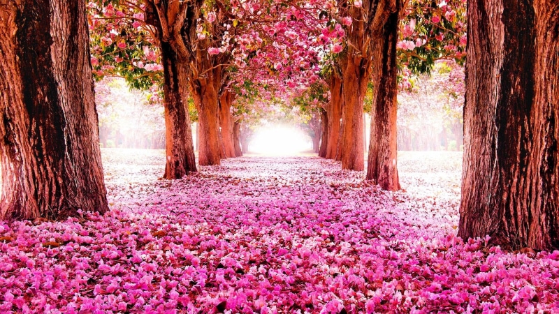 tree alley, alley, 1080P, branch, flowering plant, pink flowers, spring, nature, plant, flora, blossom, grove, tree, flower, flowering, petal, countryside