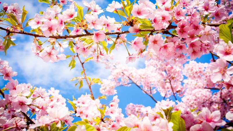 japanese, blossoms, 1080P, cherry blossom, pink, cherry, blossom, sakura, flowers, sakura cherry blossom, hd