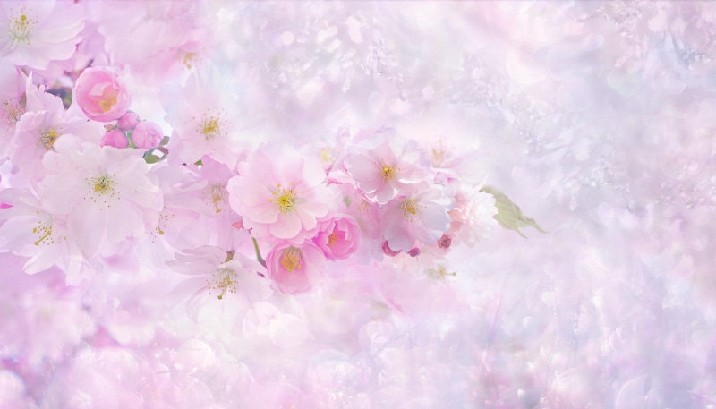 outdoors, flower, cherry, floral, flower head, garden, flowers, japanese cherry blossom, softness, pink, background, digital, spring awakening, romantic