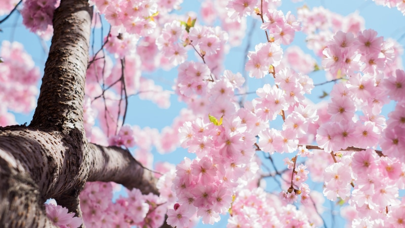 Flowers, Tree, Blossom, Spring, Twigs, 4K, Cherry
