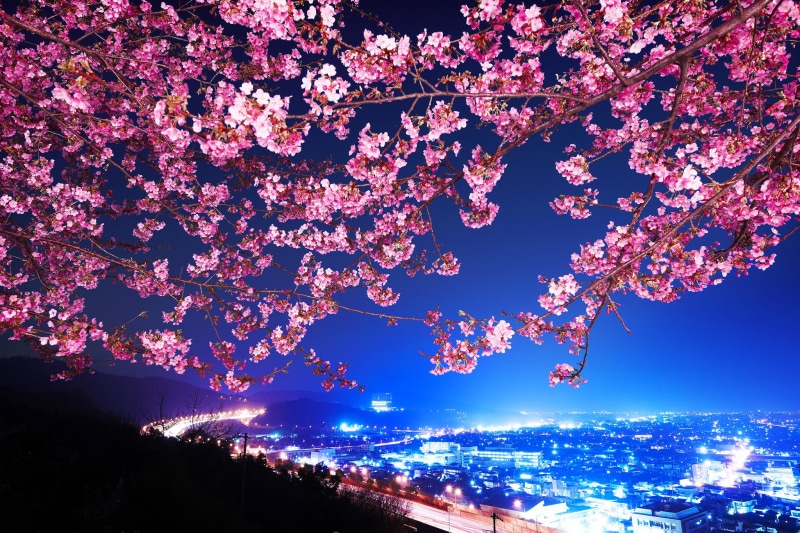 fragility, cherry tree, tree, growth, Sakura, branch, blossom, backgrounds, scenics, nature, no people, 1080P, Shin Mimura, night, flowering plant, sky