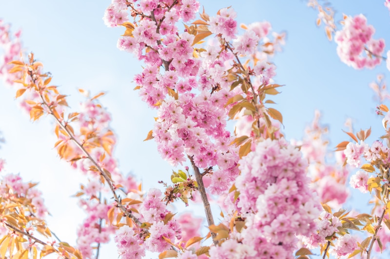 freshness, day, Cherry Tree, season, no people, Spring, beauty In Nature, fragility, pink, Blossoms, romantic, nature, plant, flowers, flower, petal, flower Head