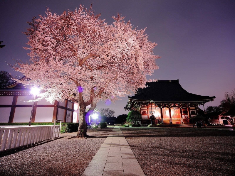 Japan, plant, tree, illuminated, 720P, beauty in nature, sky, city, architecture, blossom, lighting equipment, no people, night, growth, fragility, cherry tree