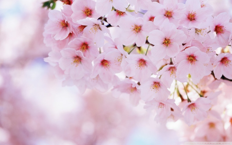 blossom, inflorescence, flower, cherry tree, pink, beauty In Nature, botany, japanese Culture, japan, spring, white, cherry Blossom, cherry, pollen, backgrounds