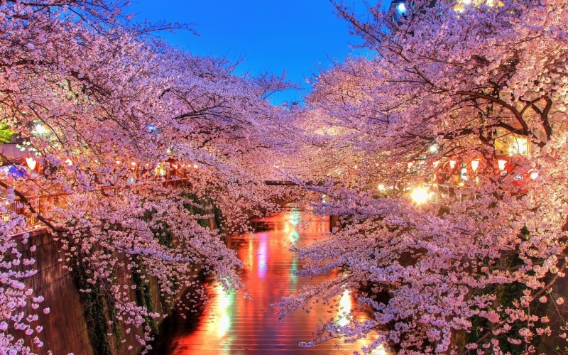 flowering plant, canal, cherry tree, tree, river, springtime, direction, city, plant, the way forward, outdoors, lights, cherry blossom, beauty in nature