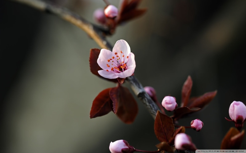 spring, petal, cherry tree, 1080P, fragility, focus on foreground, cherry, pink, flower, plum blossom, close-up, pollen, vulnerability, cherry blossom