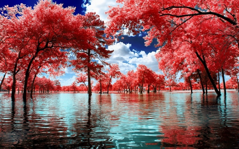 trees, tranquil scene, white, waterfront, reflection, nature, lake, autumn, change, blossom, growth, park, tranquility, pink, landscape, plant, sky, beauty in nature