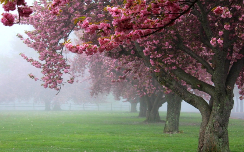 blossom, flowering plant, cherry blossom, growth, 1080P, vulnerability, outdoors, landscape, pink color, beauty in nature, day, pink, spring, grass, mist