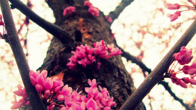 nature and landscape, tree, blossom, pink, cherry, 1080P, big