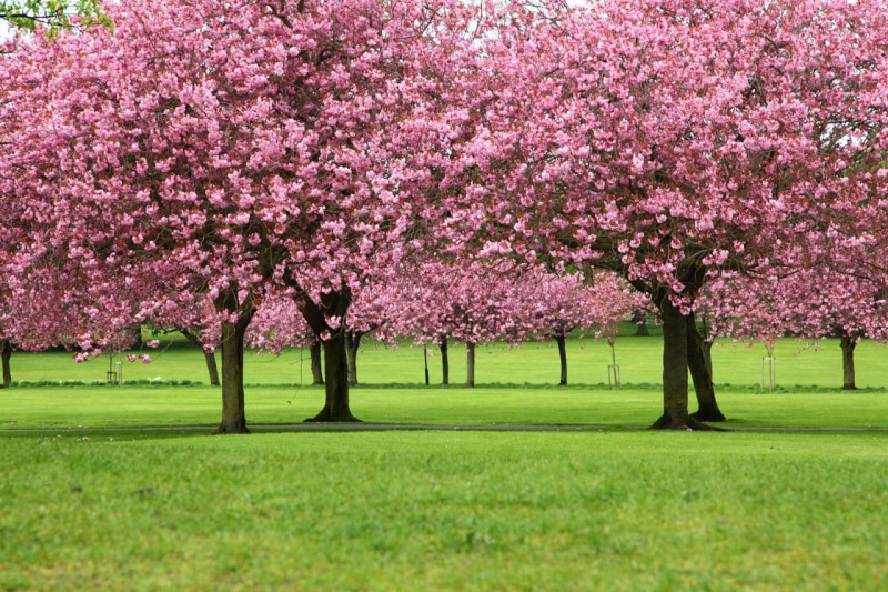 grass, petals, park, no people, tree, plants, freshness, branch, day, flowering plant, fragility, flower, cherry blossom, plant, cherry tree, green color