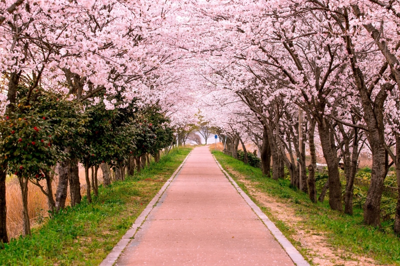 nature, direction, plant, concrete, tree, no people, sky, blossom, travel, diminishing perspective, road, cherry tree, springtime, pink color, flower, footpath
