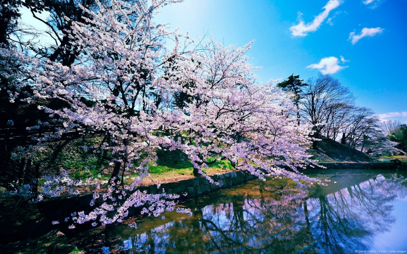 cherry, landscape, blossom, 1080P, trees, hd, nature