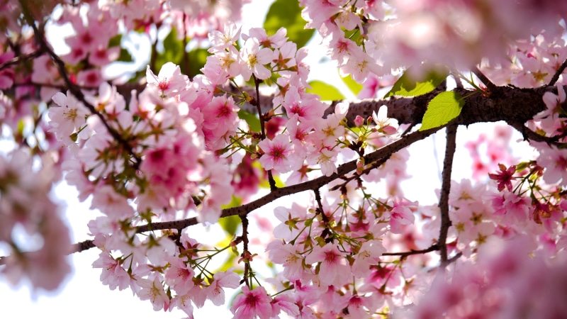 focus, cherry Blossom, nature, photograph, cherry, branch, pink, springtime, tree, selective, pink Color, petal, flower Head, blossom, flower, japan, plant
