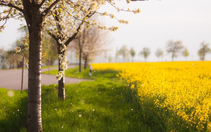 tree, blossom, hd, flowers, cherry, nature, 2K
