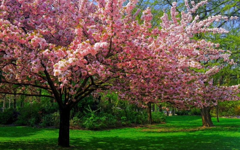 trees, plant, lawns, day, spring, cherry, flowering plant, flowers, park, cherry tree, grass, park - man made space, blossom, outdoors, growth, tree, fragility