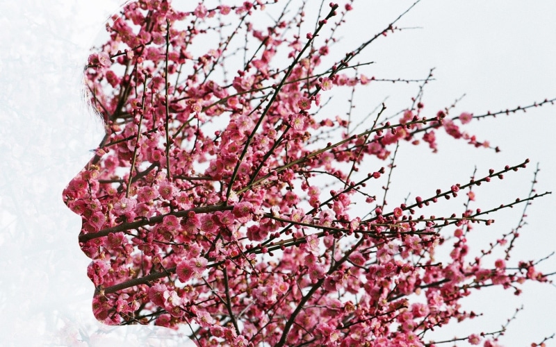 beauty In Nature, freshness, botany, trees, no people, 1080P, cherry trees, plum blossom, white, branch, flowering plant, beautiful, blossom, face, flowers