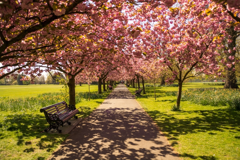 united, vivid, plant, vibrant, beauty in nature, wooden, landscape, orange, footpath, flower, capital, cherry, wooden bench, pond, bench, great, tranquility