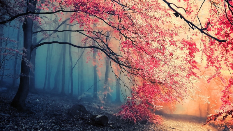 tranquil scene, plant, orange color, tree trunk, forest, beauty in nature, tree, tranquility, branch, nature, outdoors, change, autumn collection, cherry