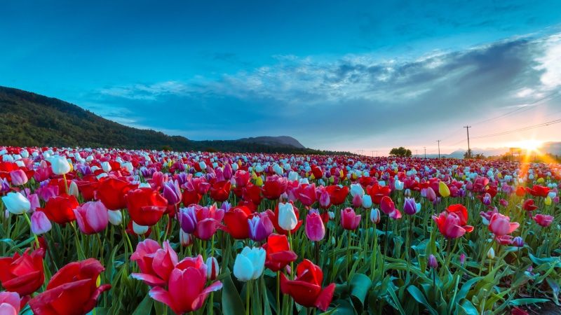 Mountains, Colourful, Landscape, nature, daytime, 4K, Wide Angle, Flowerbed, yellow, Spring  Bloom, red, field, Tulip, Nikon  D7000, flower Head, Explored