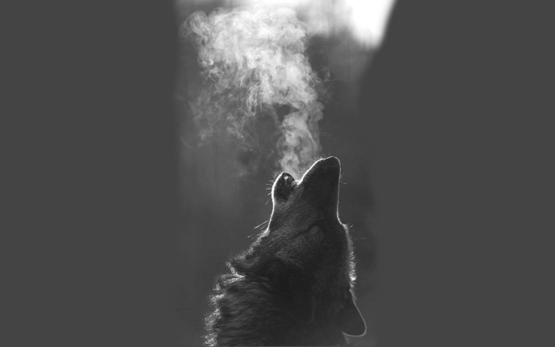 indoors, monochrome, black Color, vertebrate, canine, animal head, side view, 1080P, nature, dog, mouth open, white, animal, heat - Temperature, no people