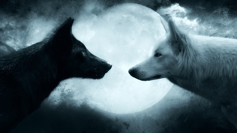 white, two animals, pets, wolves, black, couple, face to face, group of animals, tree, animal themes, winter, cold temperature, no people, mammal, dog