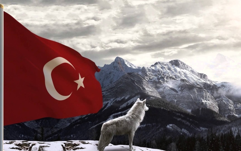 wolf, bozkurt, turkey, Turkish, 720P