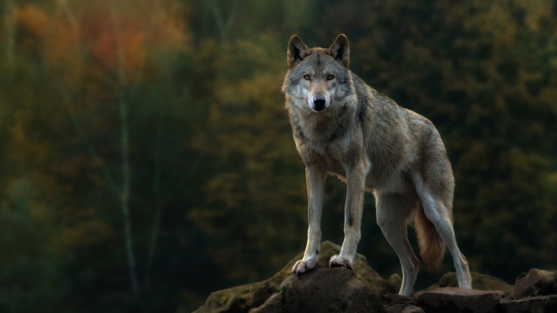 nature, vertebrate, rock, tree, focus on foreground, herbivorous, day, mammal, wolf, outdoors, one animal, land, no people, animal themes, animal wildlife