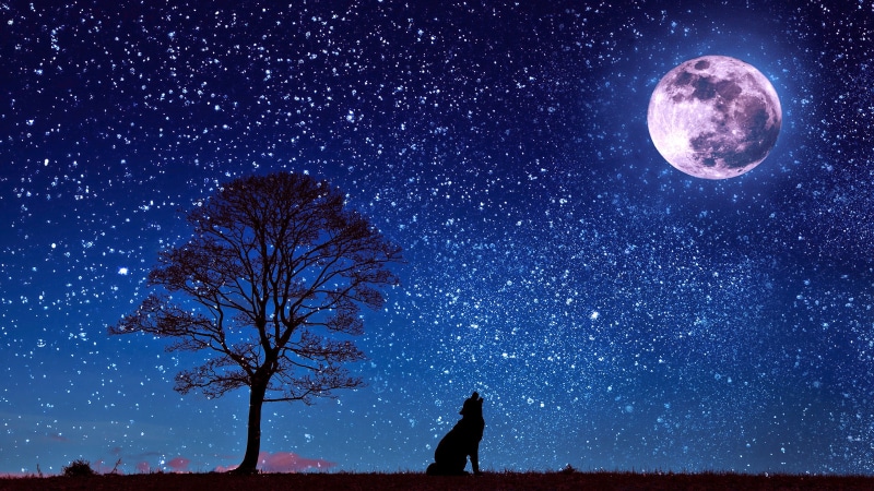 night sky, moon, starry night, wolf, stars, 4K, moonlight, full moon, howling, wolf howling, silhouette
