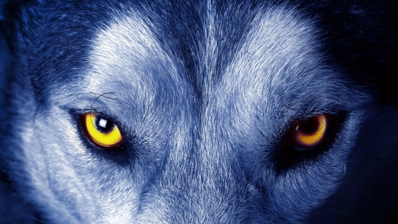 yellow, 4K, look, eyes, wild, eye, wolf, wild animal
