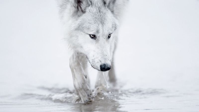 mammal, 1080P, water, snow, no people, animal, animal body part, one animal, wolf, day, cold temperature, animal wildlife, animal themes, vertebrate, animals
