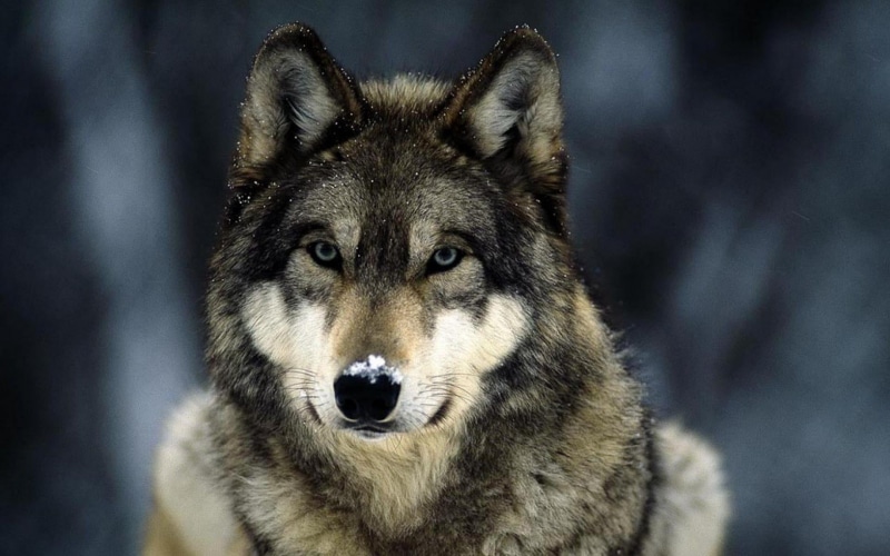 wildlife, wolf, portrait, husky, one animal, canine, mammals, adult, close-up, brown, dog, animals, pets, winter, animal wildlife, gray, snow, domestic