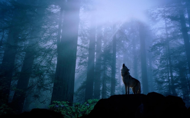 animals, one animal, animal themes, mammal, herbivorous, no people, wolf, land, fog, vertebrate, 720P, beauty in nature, trunk, woodland, gray, forest